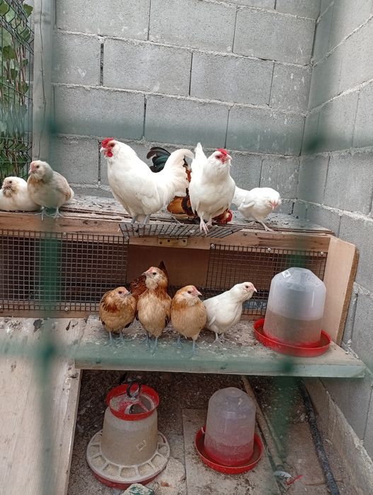 Găinuțe pitice bărboase de Anvers