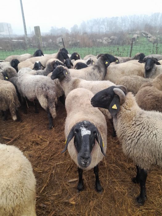 Oi de vânzare. Pret negociabil