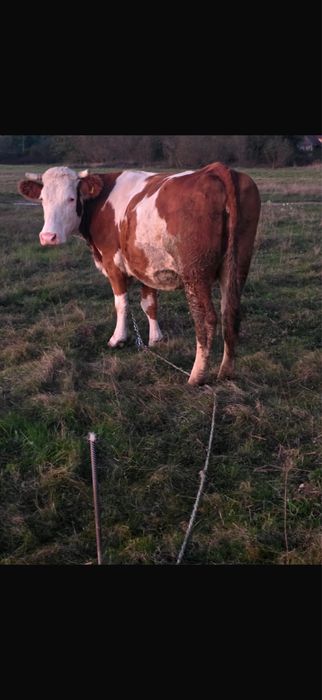Vaca de vanzare pret negociabil la telefon