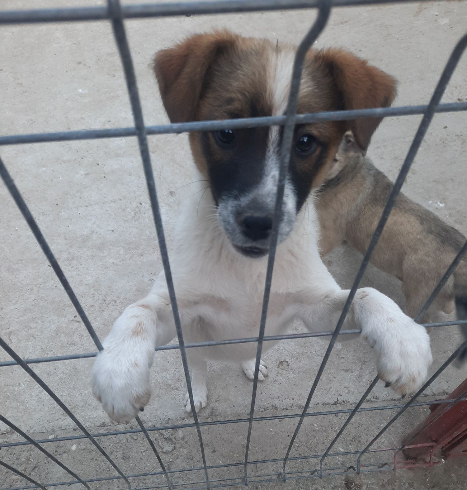 Donez pt adopție