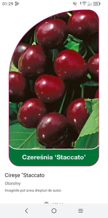 Cireș (Staccato )