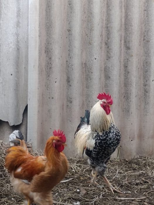 Петуха продам петухи