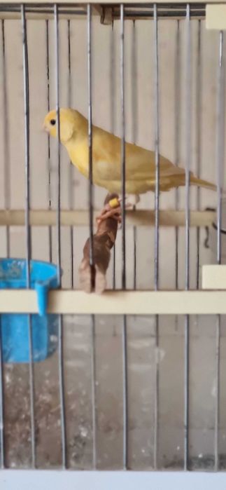 Канарейка самец красивый, 3 мес, начинает петь