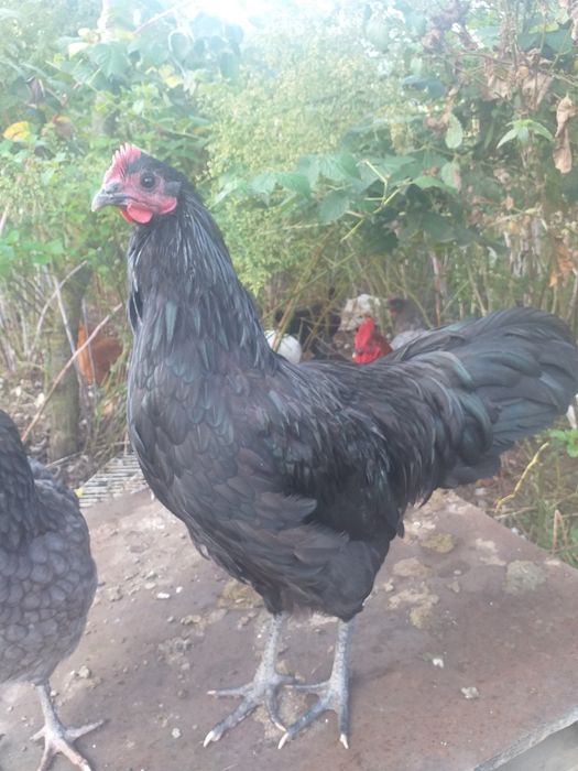 Vând cocos Marans și Australorp