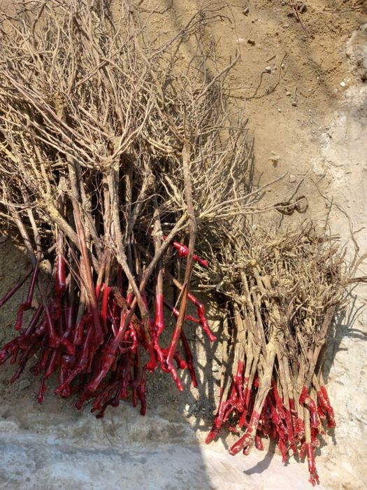 Butasi vita de vie Soi hibrid