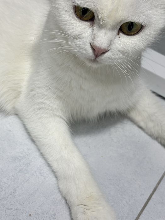 Кошка породы скотиш фолд