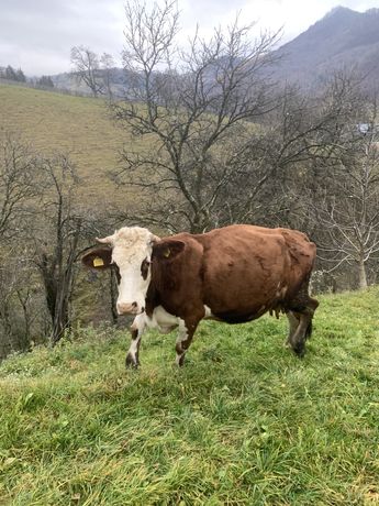 Vacă bălțată românească (omologată) gestantă în 5 luni