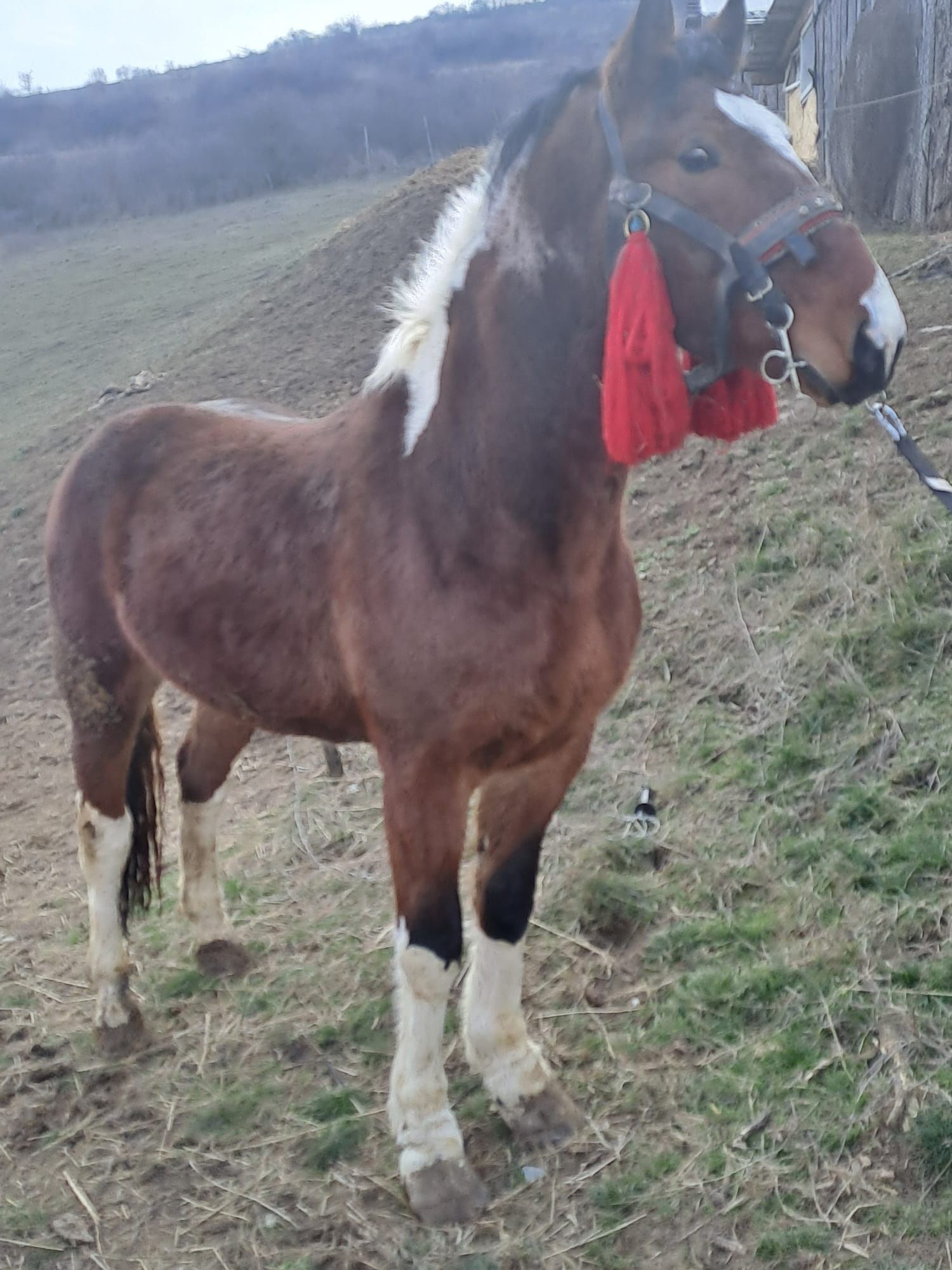 Vând sau schimb mânz tărcat/ pinto /gipsy.