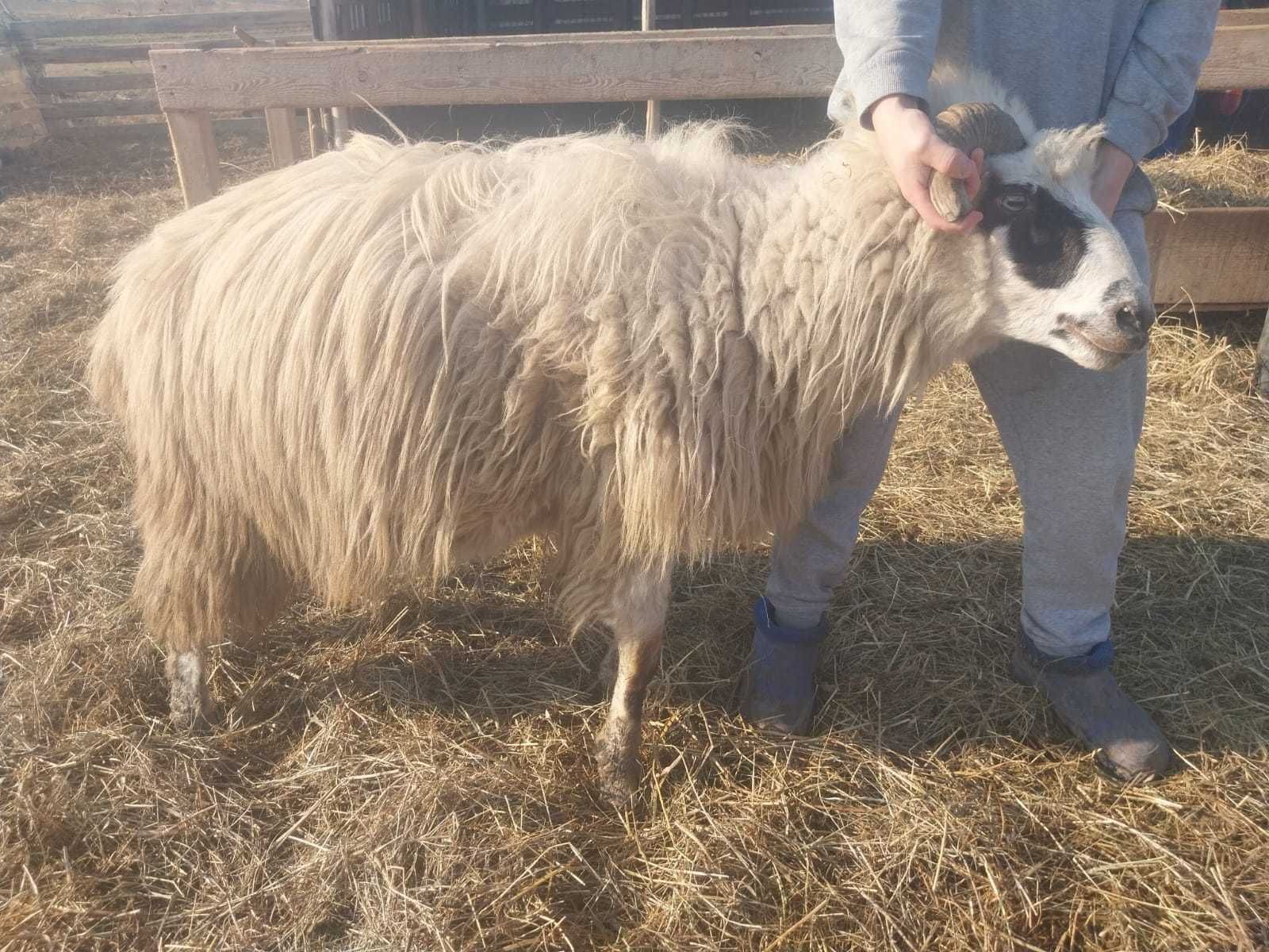 Vand berbeci oachesi si brezi