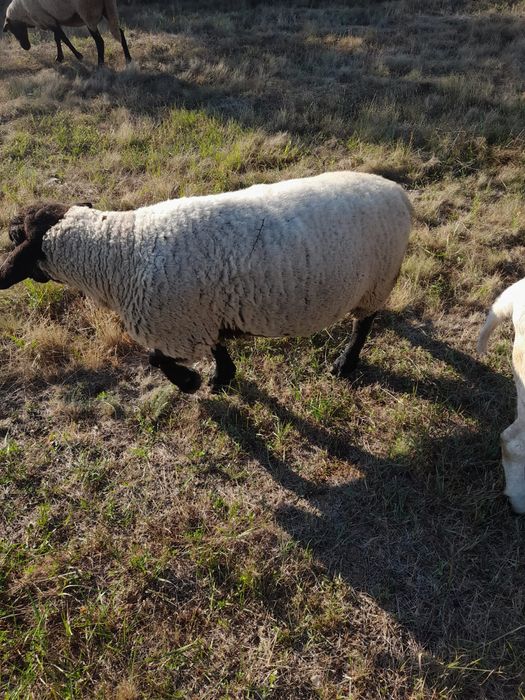 Berbeac sulfoc și carabasi