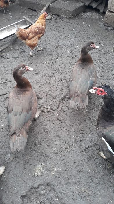 Ratoi lesesti ciocolatii