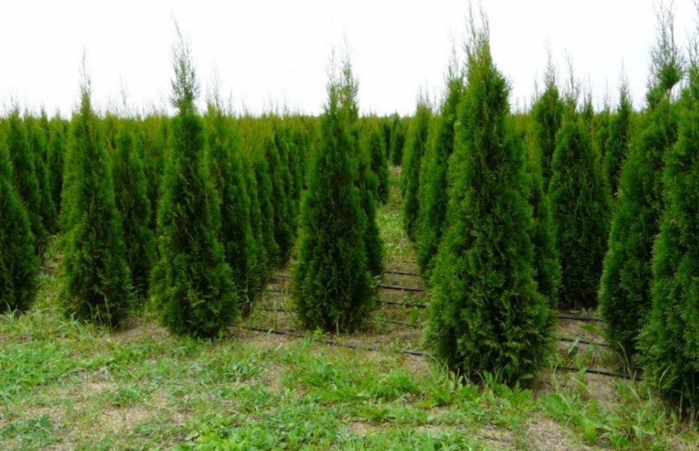 Leylandii gard viu, Chiparos Leylandii, Leylandri gard viu vesnic.