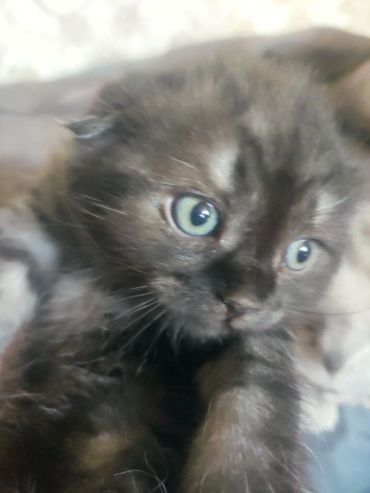 Шотландский котенок