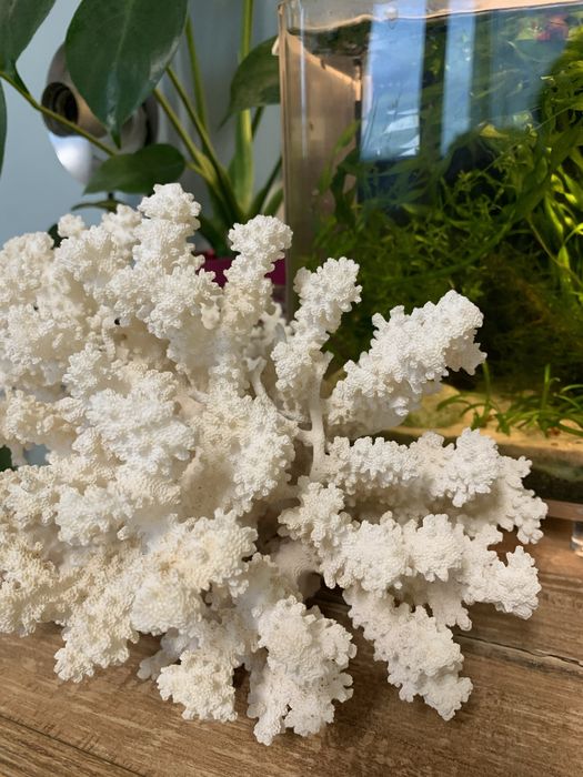 Естествен корал