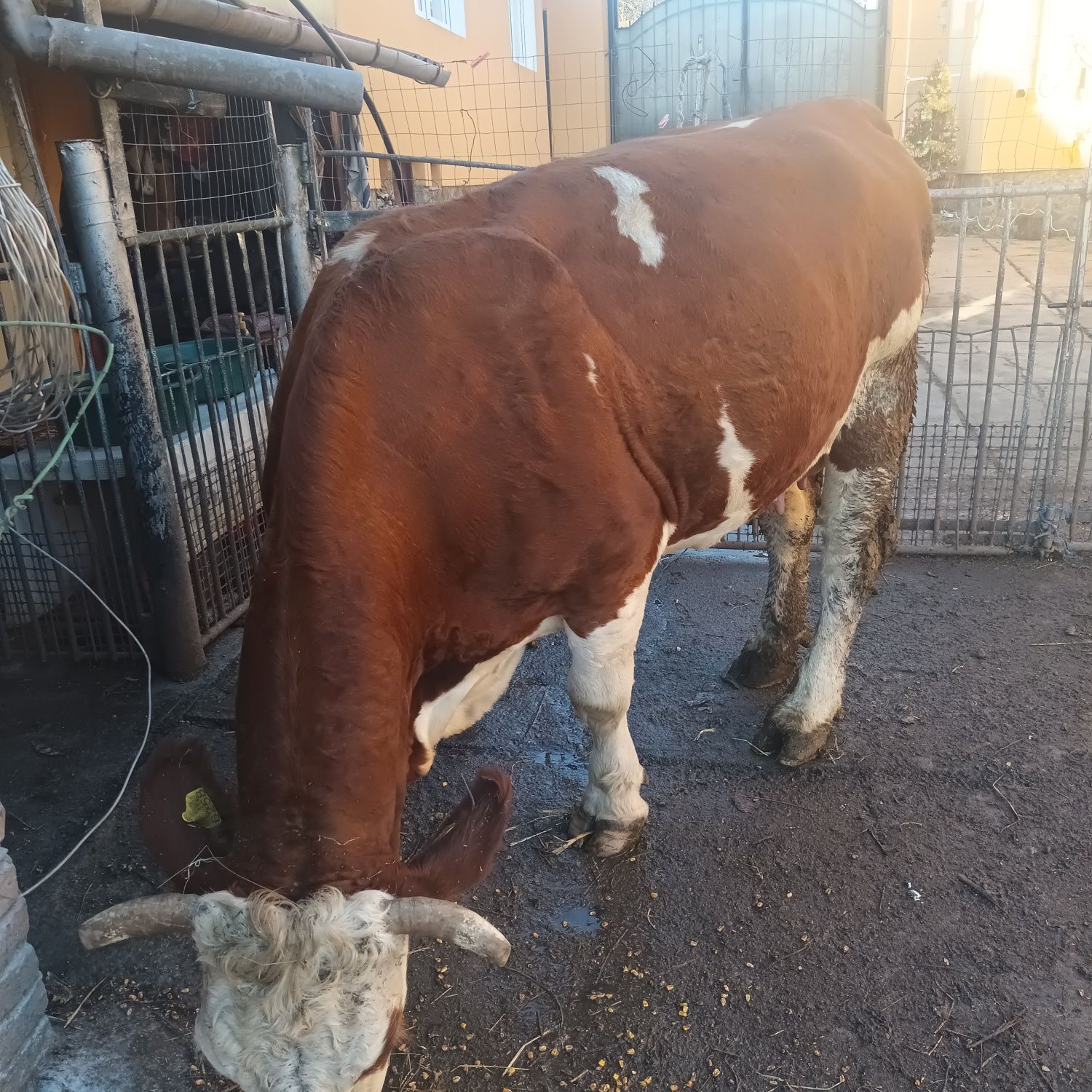 Vaca de vânzare Balțată Româneasca