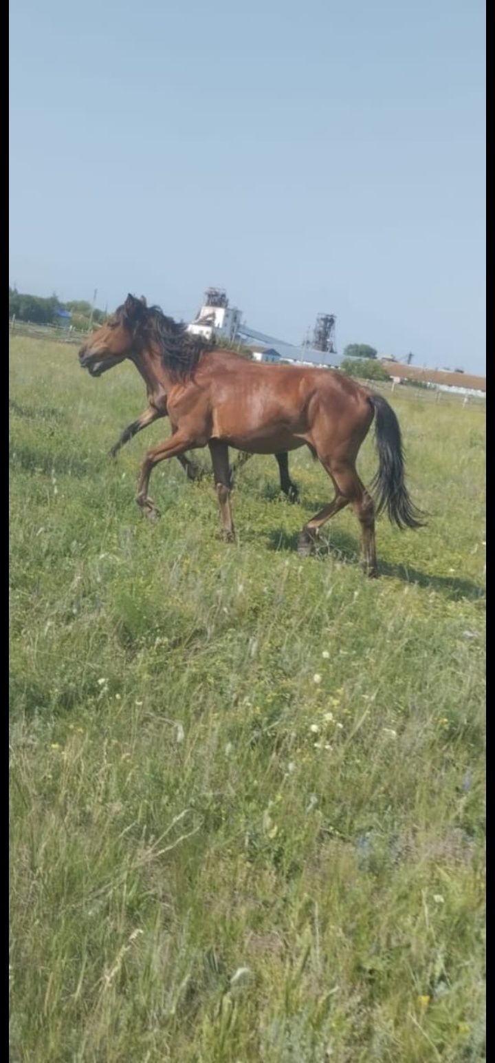 продам стреганку