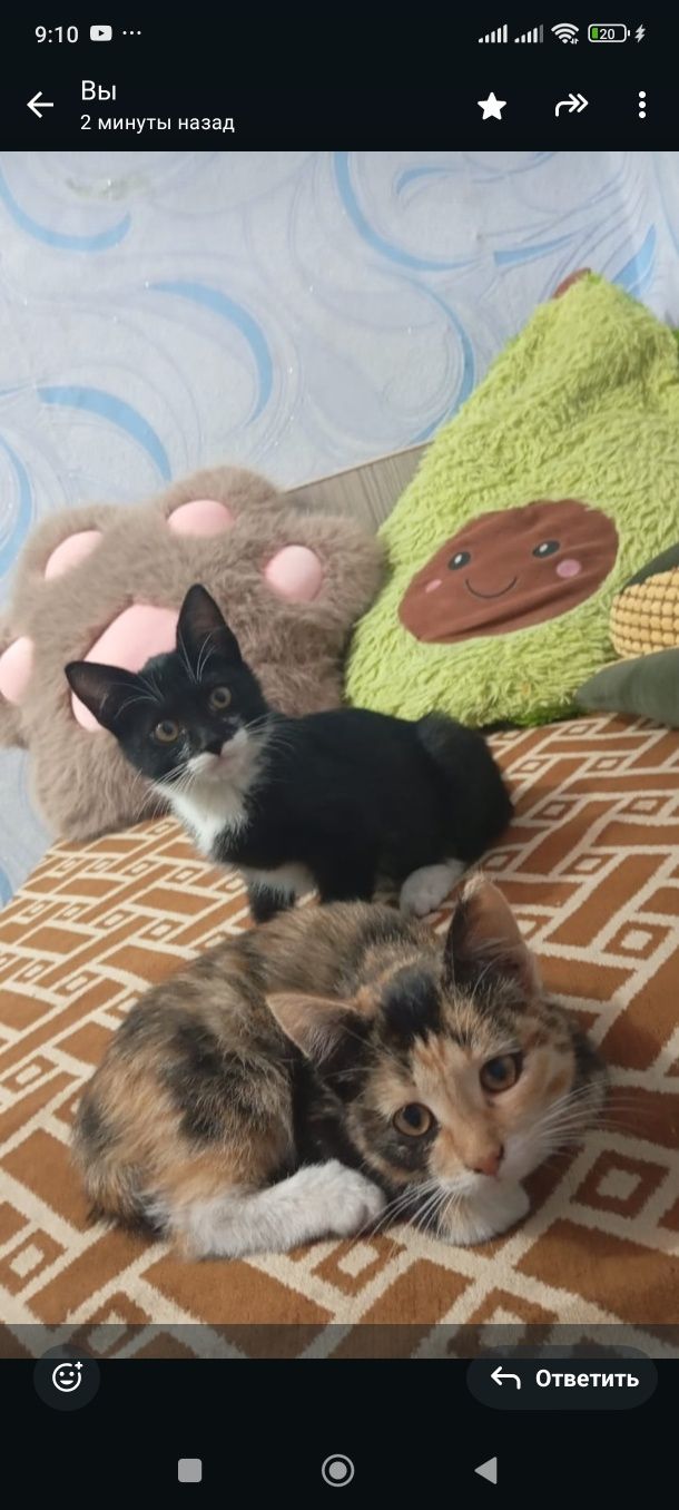 Котята в добрые руки
