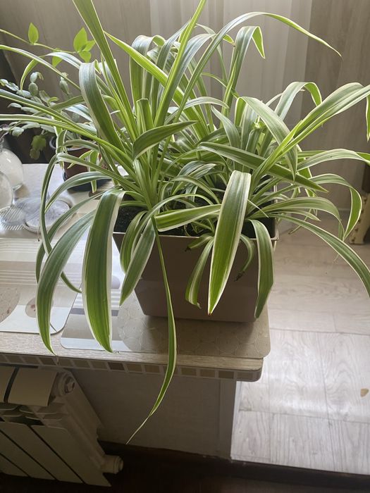 Цветы комнатные  разные ухоженные