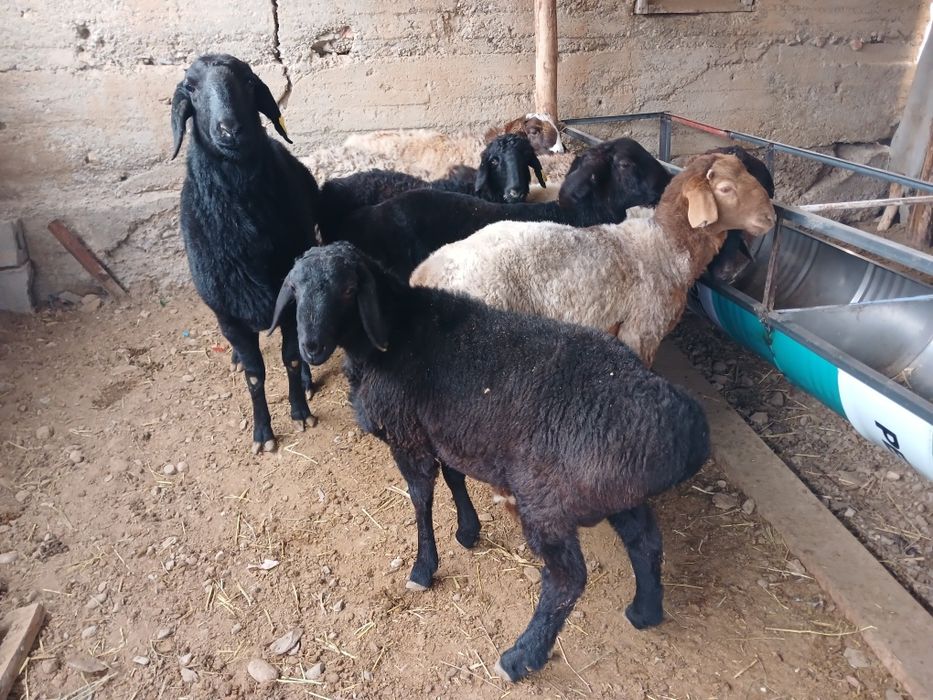 Токты Қошқарлар сатылады