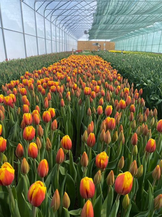 Тюльпаны оптом на 8 марта/ Ранний предзаказ