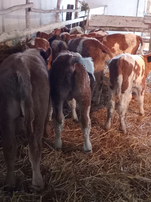 Vand 13 tauras intaracate la 3/ 4 luni