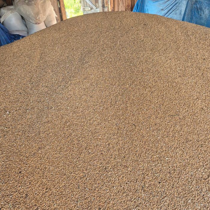 Vand grâu  productie 2025