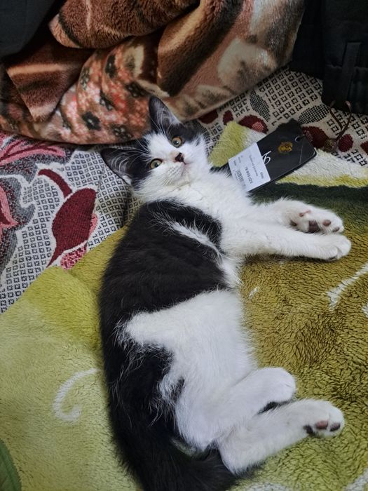 Отдам даром кота