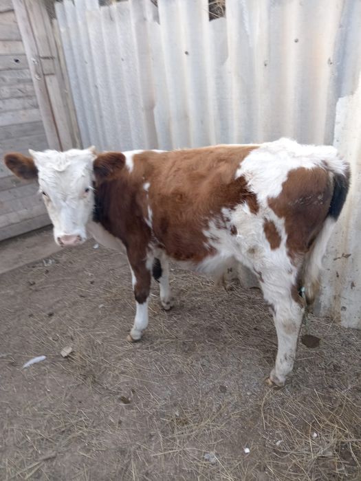 Баспақ сатылады...