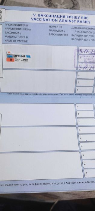 Куцхаар женски на 3г.