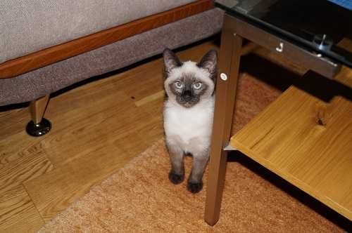 Чистокръвно Сиамско коте, женско, на 3 месеца