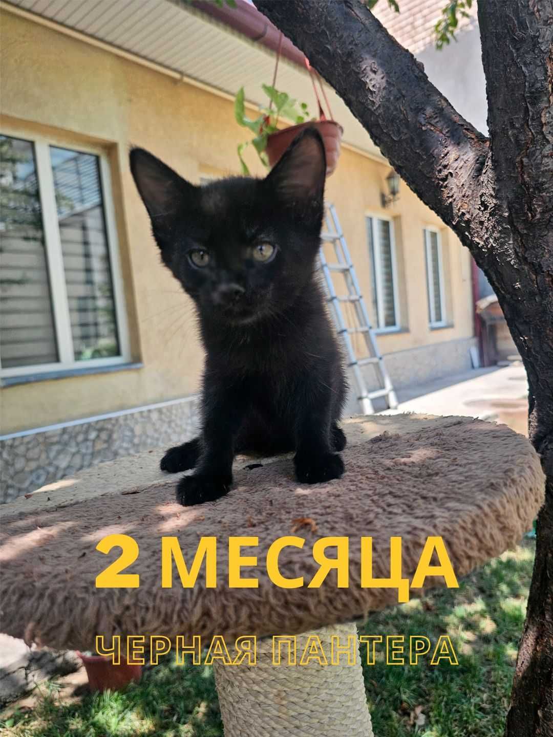 Черная кошка - Кошка которая приносит счастье в дом