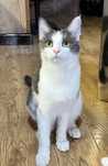 Котик Маркиз 4 месяца
