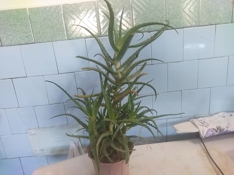 Продается АЛОЭ 4 ГОДА
