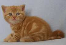 British Shorthair femela