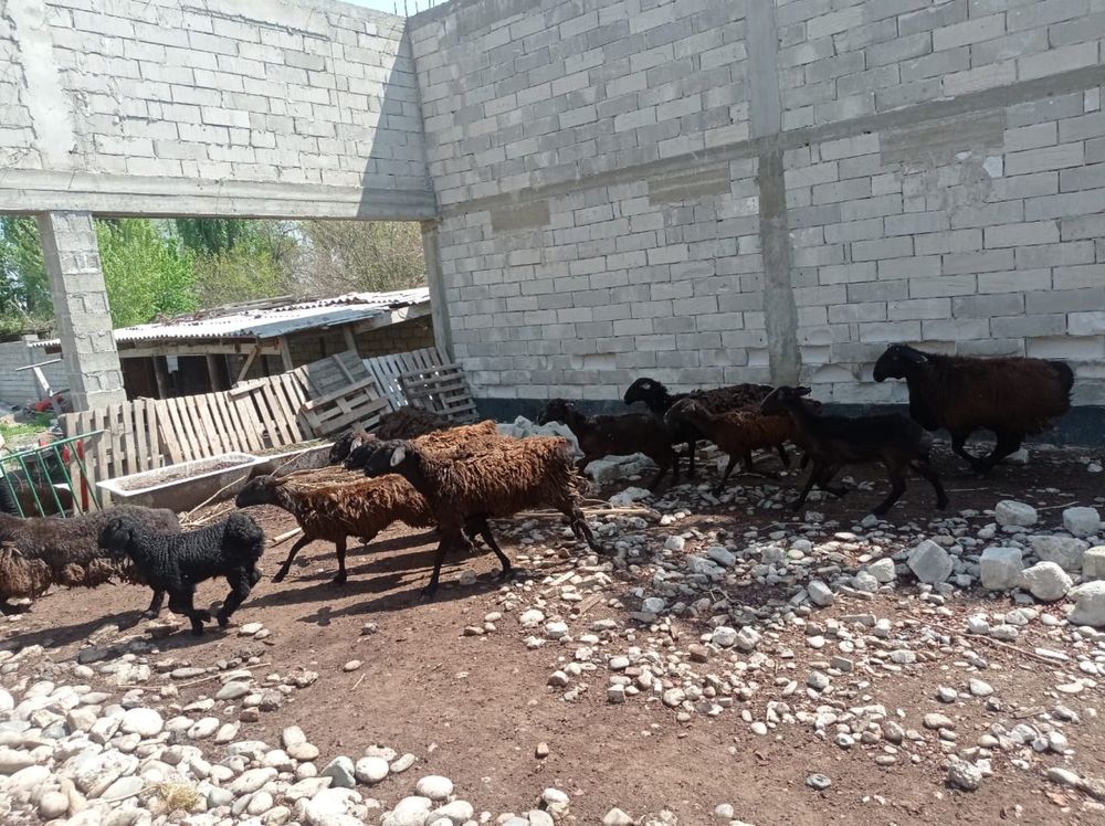 Продам гисарских овце-маток, кочкара и ягнят