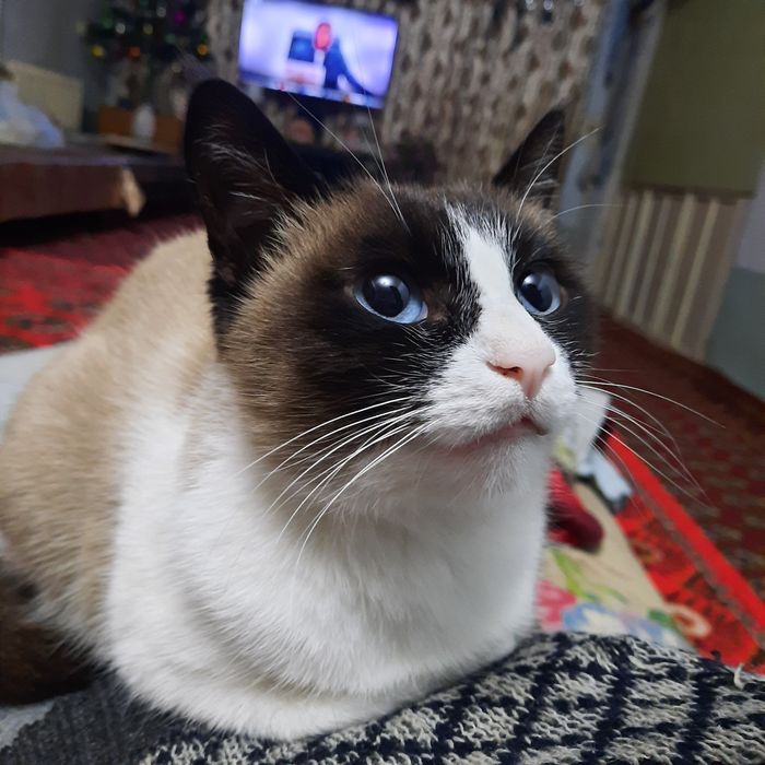 Мушик     сотилади