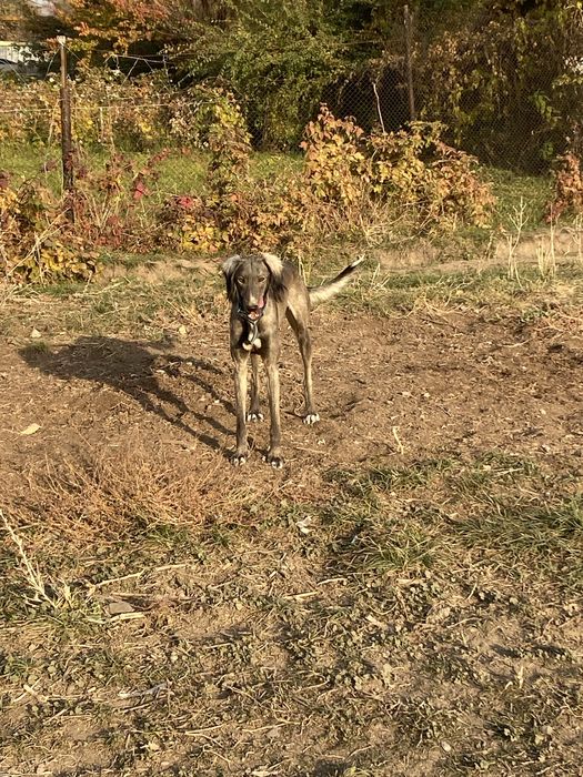 Тазы иттер сатылады