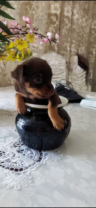 Продам Щенят тойтерьера