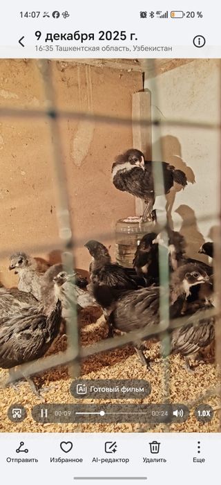 Zot: Avstralorp / Rumin (aralash emas, toza yoʻnalish)

Yoshi: 2 hafta