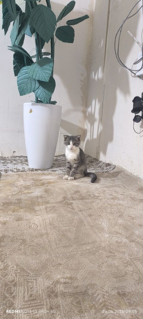 Скоттиш Фолд аклли угил бола мушукча