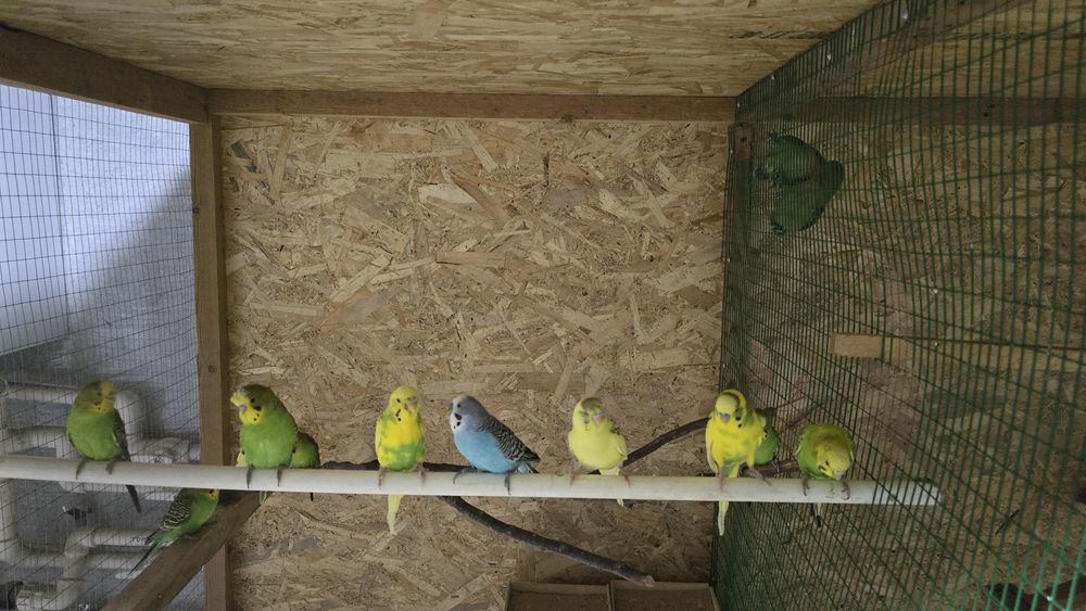 Тути кушла сотилади соглом хаммаси 100000 сумдан донаси