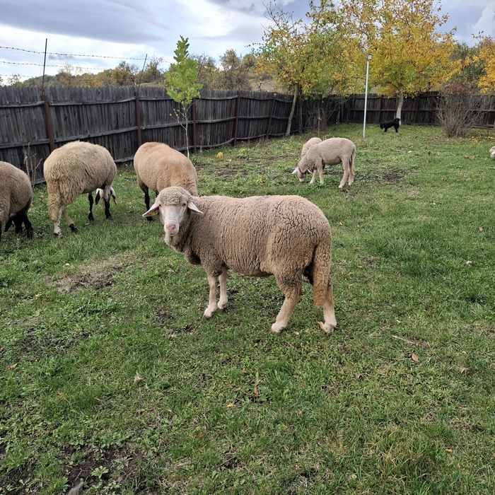 Vand oi oaie-Merinos de Palas