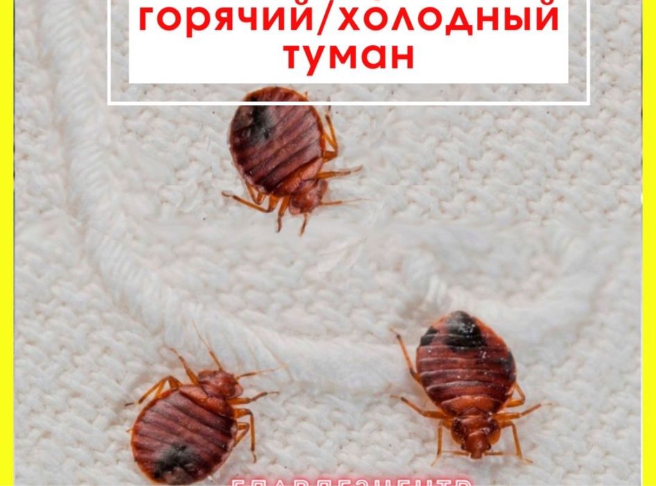 Уничтожение насекомых дезинфекция дезинсекция клопов тараканов итд