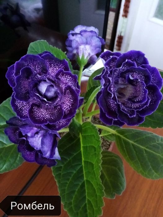 Продаётся набор сортовых деток глоксиний