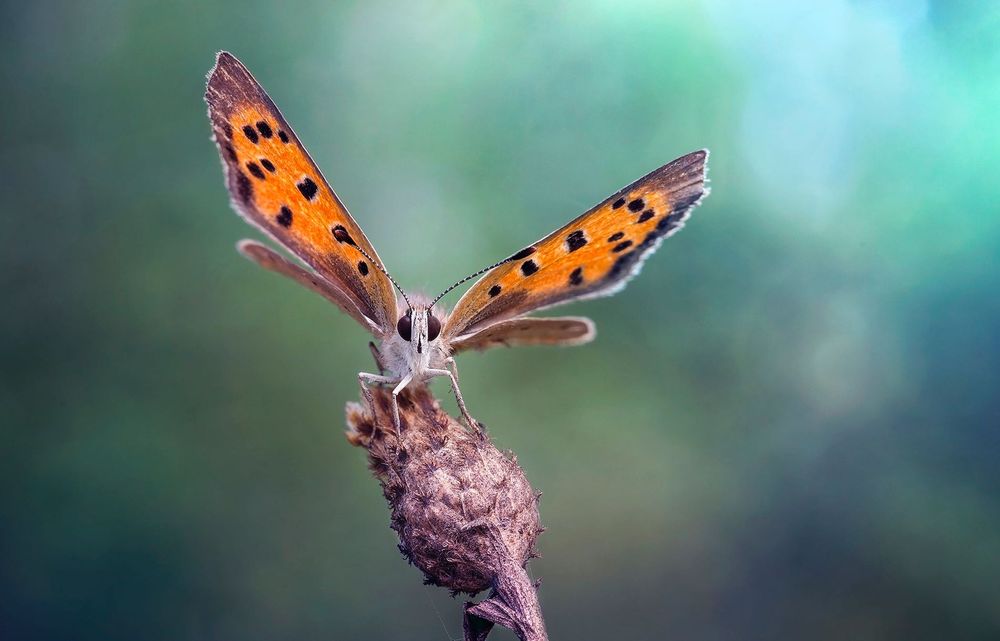 AF Nikon 60mm f/2.8D Macro Nikkor обектив Никон #1/2