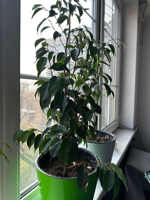 Цветы очищающие воздух живые