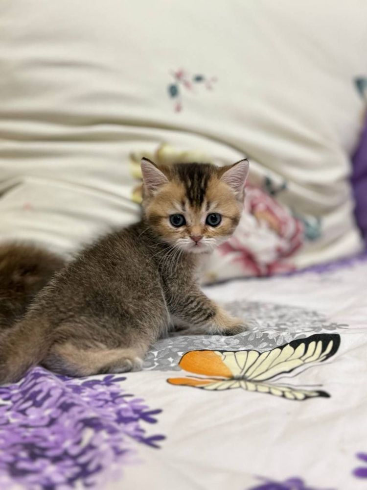 Шотланские котята,фолд и страйт