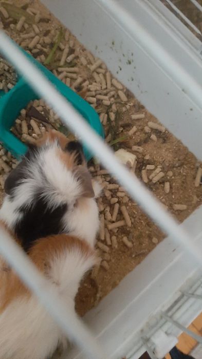 Морские свинки абиссинской породы — милые, умные и ручные! 50тыс сум