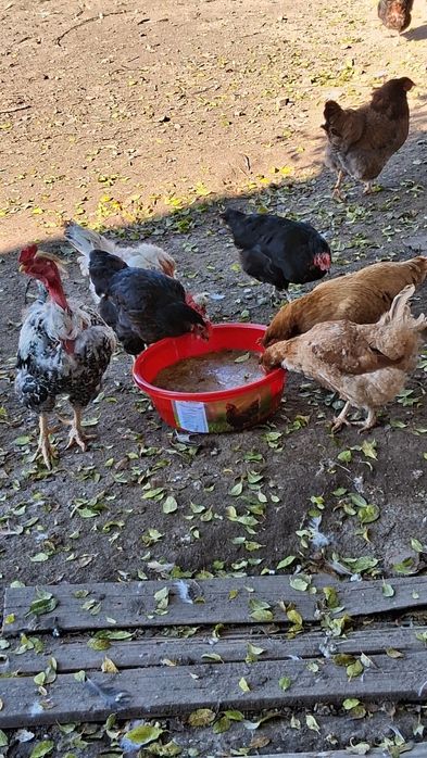 Block vitamino mineral pentru găini pui rate curcan gasca păsări