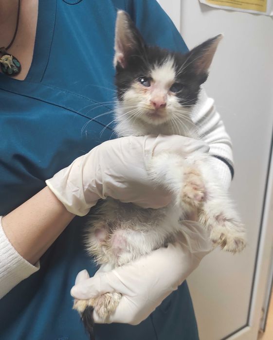 2-месечно момченце търси дом!